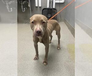American Pit Bull Terrier-Unknown Mix Dogs for adoption in Las Vegas, NV, USA