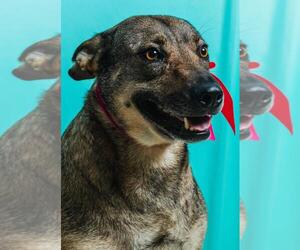 Mutt Dogs for adoption in Calgary, Alberta, Canada