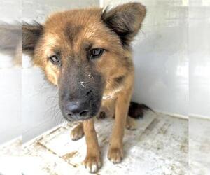 German Shepherd Dog-Unknown Mix Dogs for adoption in Houston, TX, USA