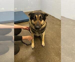 German Shepherd Dog Dogs for adoption in Woodland, CA, USA