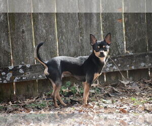 Chihuahua Dogs for adoption in Topeka, KS, USA