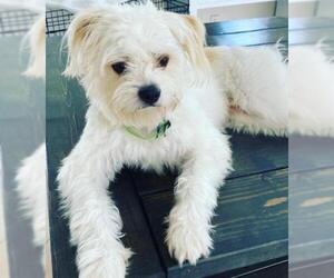 Mal-Shi Dogs for adoption in Plantation, FL, USA