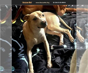 American Pit Bull Terrier-Greyhound Mix Dogs for adoption in Benton, PA, USA