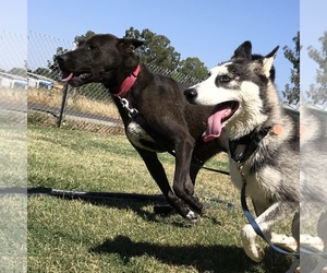 Mutt Dogs for adoption in Corning, CA, USA