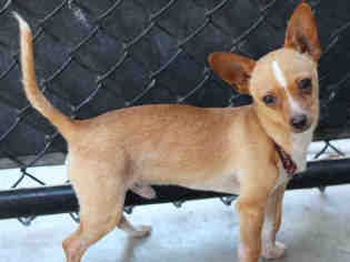 Chihuahua Dogs for adoption in Santa Barbara, CA, USA