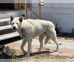 Medium Photo #2 Gerberian Shepsky Puppy For Sale in Riverside, CA, USA