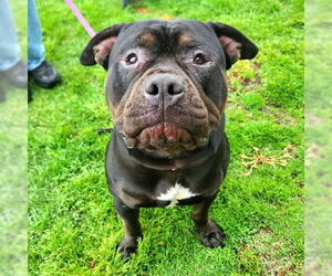 American Pit Bull Terrier-Unknown Mix Dogs for adoption in Long Beach, CA, USA