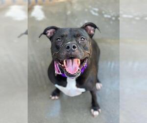 American Pit Bull Terrier Dogs for adoption in Santa Maria, CA, USA