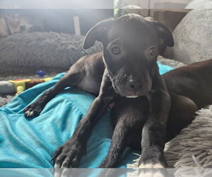 Mutt Dogs for adoption in Springdale, PA, USA