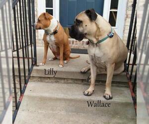 Bullmastiff Dogs for adoption in Hedgesville, WV, USA