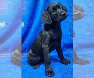 Labrador Retriever-Unknown Mix Dogs for adoption in Wetumpka, AL, USA