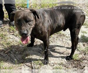 American Pit Bull Terrier-Unknown Mix Dogs for adoption in Ocala, FL, USA