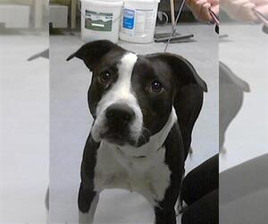 Mutt Dogs for adoption in Fayetteville, NC, USA