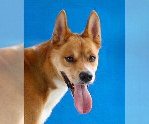Carolina Dog-Unknown Mix Dogs for adoption in Pasadena, CA, USA
