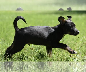 Shepweiller Dogs for adoption in Mechanicsburg, PA, USA