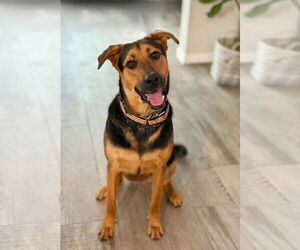 German Shepherd Dog-Unknown Mix Dogs for adoption in Dallas, TX, USA