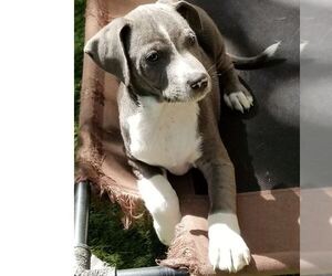Medium Photo #1 Australian Kelpie-Beagle Mix Puppy For Sale in Von Ormy, TX, USA