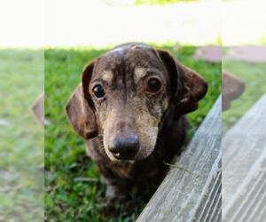 Dachshund Dogs for adoption in Abbeville, LA, USA