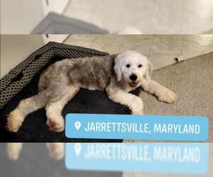 Old English Sheepdog Dogs for adoption in Mooresville, NC, USA