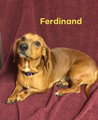 Dachshund Dogs for adoption in Metairie, LA, USA