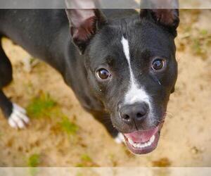 American Staffordshire Terrier Dogs for adoption in Tallahassee, FL, USA