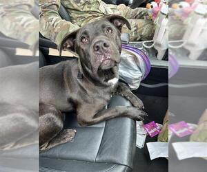 Labrador Retriever Dogs for adoption in San Antonio, TX, USA