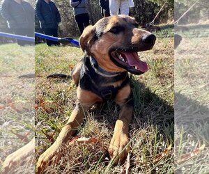 Mutt Dogs for adoption in Roxboro, NC, USA