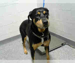 Beauceron Dogs for adoption in Atlanta, GA, USA