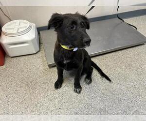 Labrador Retriever-Unknown Mix Dogs for adoption in Visalia, CA, USA