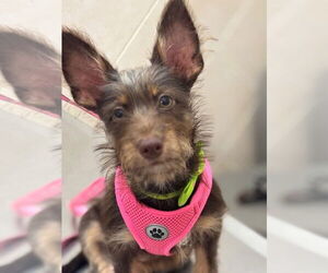 Jack Russell Terrier-Miniature Schnauzer Mix Dogs for adoption in FRAMINGHAM, MA, USA