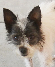 Medium Photo #1 Mutt Puppy For Sale in Tehachapi, CA, USA