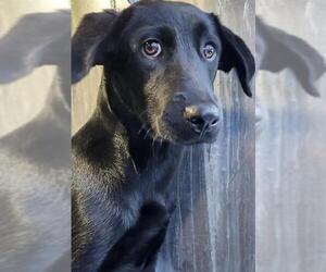 Labrador Retriever-Unknown Mix Dogs for adoption in San Antonio, TX, USA
