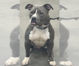 Mutt Dogs for adoption in Forestville, MD, USA