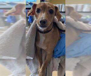 Chihuahua-Unknown Mix Dogs for adoption in Chula Vista, CA, USA