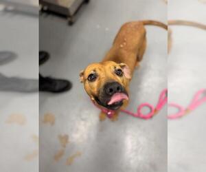 American Pit Bull Terrier Dogs for adoption in Peoria, IL, USA