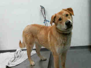 Golden Pyrenees Dogs for adoption in Tulsa, OK, USA