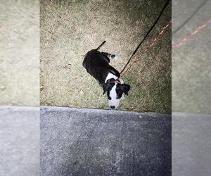 Mutt Dogs for adoption in San Antonio, TX, USA