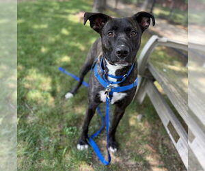 American Pit Bull Terrier-Unknown Mix Dogs for adoption in Boston, MA, USA