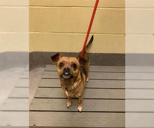 Puggle Dogs for adoption in Forestville, MD, USA