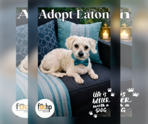 Poodle (Toy)-Unknown Mix Dogs for adoption in Menifee, CA, USA