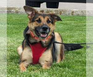 Australian Shepherd-Unknown Mix Dogs for adoption in Muskegon, MI, USA