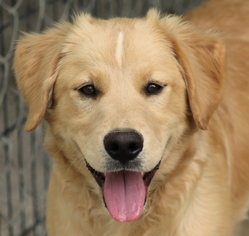 Golden Retriever Dogs for adoption in Sparta, TN, USA