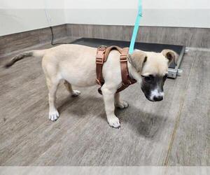 Labrador Retriever-Unknown Mix Dogs for adoption in Pasadena, CA, USA