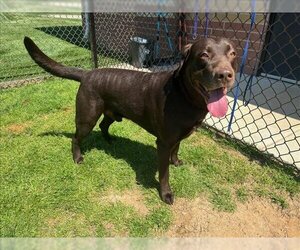 Labrador Retriever Dogs for adoption in Grovetown, GA, USA