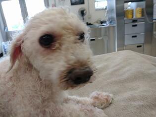 Poodle (Miniature) Dogs for adoption in Lewistown, PA, USA