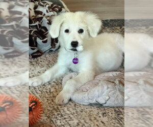 Labrenees Dogs for adoption in Genesee, WI, USA