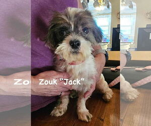 Shih-Poo Dogs for adoption in Rustburg, VA, USA