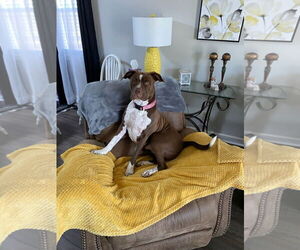 American Pit Bull Terrier-Unknown Mix Dogs for adoption in White Bluff, TN, USA