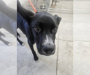 Boxer-Unknown Mix Dogs for adoption in Temple, TX, USA