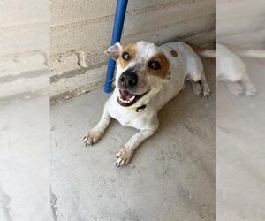 Mutt Dogs for adoption in San Antonio, TX, USA